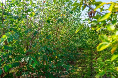 Betula nigra mehrstämmig 200-250