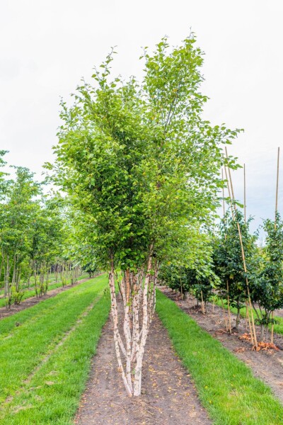 Betula nigra mehrstämmig