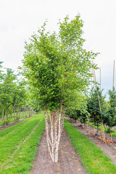 Betula nigra Mehrstämmig Betula nigra Mehrstämmig