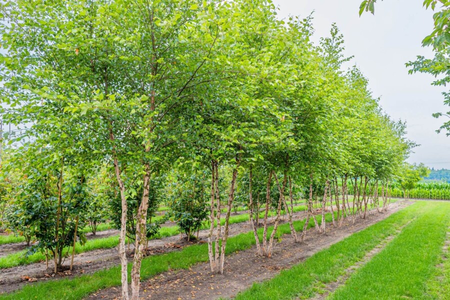 Betula nigra ME 200-250 P/K Betula nigra Mehrstämmig 200-250