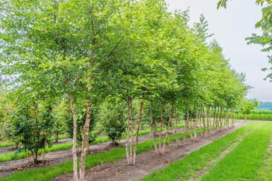 Betula nigra ME 200-250 P/K Betula nigra Mehrstämmig 200-250