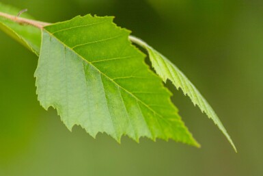 Betula nigra mehrstämmig 200-250