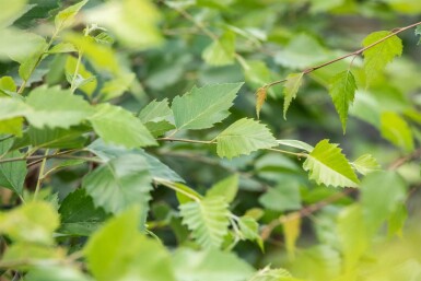 Betula nigra mehrstämmig 200-250