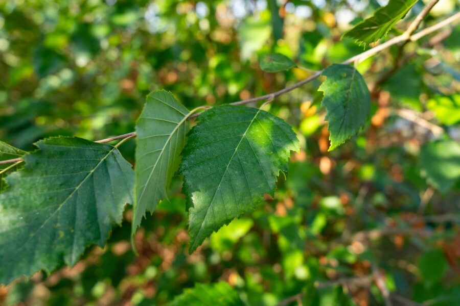Betula nigra ME 200-250 P/K Betula nigra Mehrstämmig 200-250