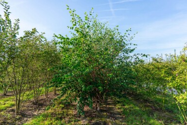 Betula nigra ME 200-250 P/K Betula nigra Mehrstämmig 200-250