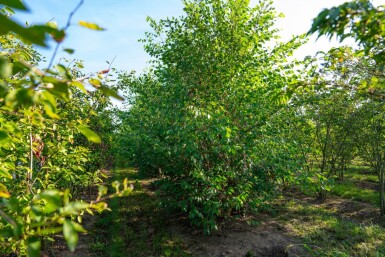 Betula nigra mehrstämmig 200-250