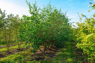 Betula nigra mehrstämmig 200-250