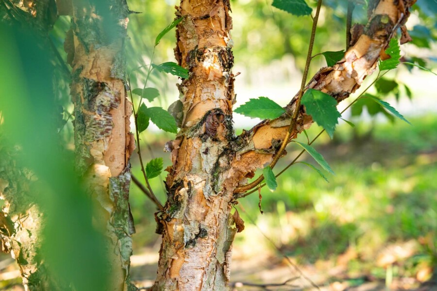 Betula nigra ME 200-250 P/K Betula nigra Mehrstämmig 200-250