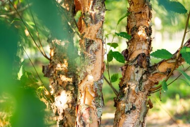 Betula nigra ME 200-250 P/K Betula nigra Mehrstämmig 200-250