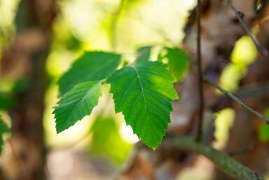 Betula nigra mehrstämmig 200-250