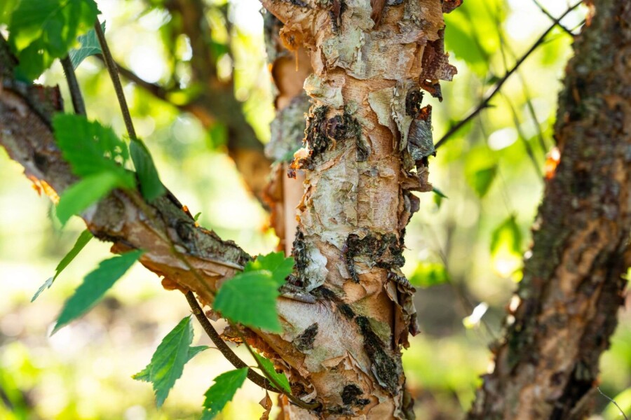 Betula nigra ME 200-250 P/K Betula nigra Mehrstämmig 200-250