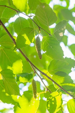 Betula papyrifera