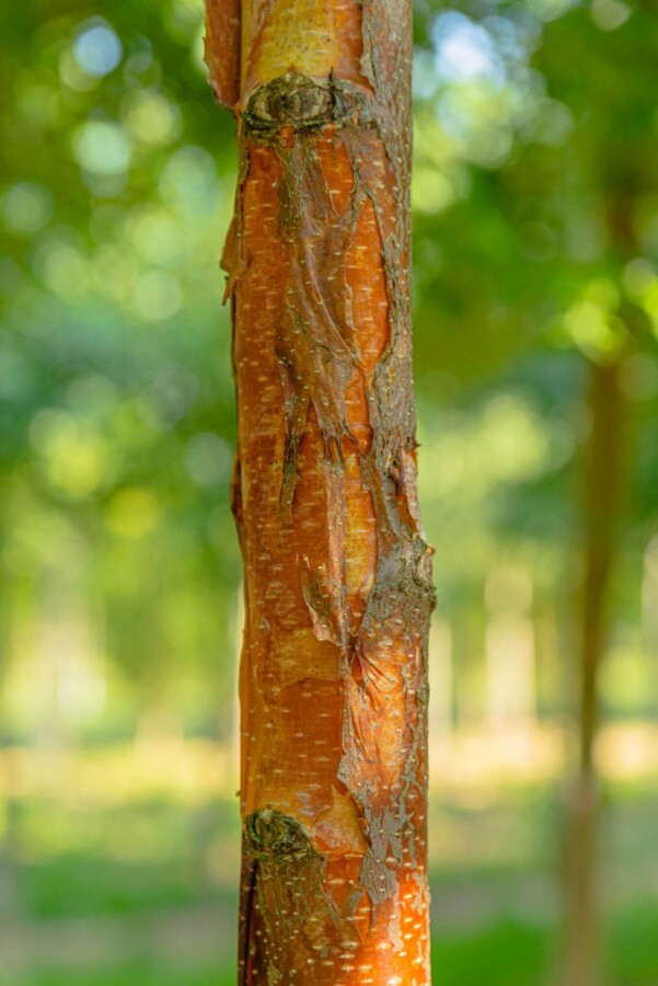 Betula papyrifera Betula papyrifera
