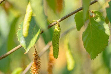 Betula papyrifera hochstamm 10/12