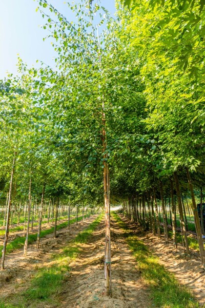 Betula papyrifera hochstamm