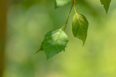 Betula papyrifera hochstamm 10/12