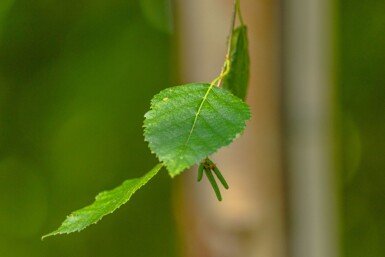 Betula papyrifera hochstamm 10/12