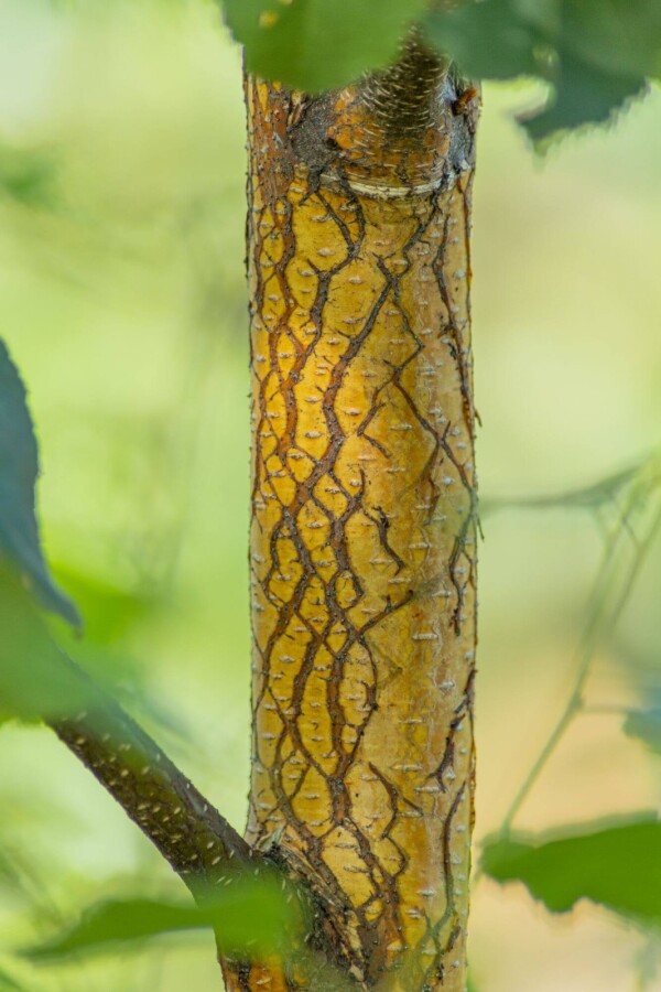 Betula pendula Betula pendula