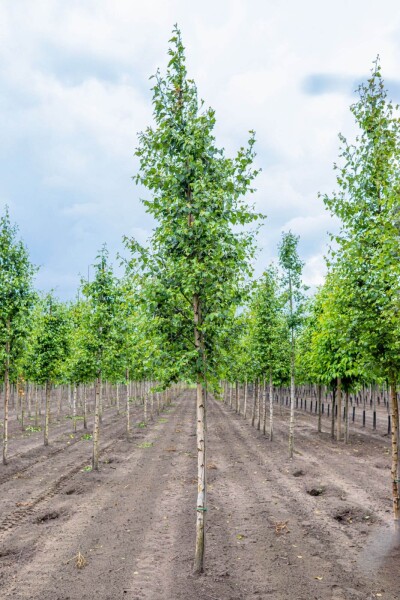 Betula pendula Hochstamm Betula pendula Hochstamm