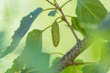 Betula pendula hochstamm 10/12