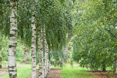 Betula pendula hochstamm 10/12