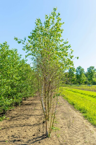 Betula pendula mehrstämmig