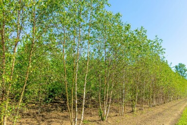 Betula pendula mehrstämmig 200-250