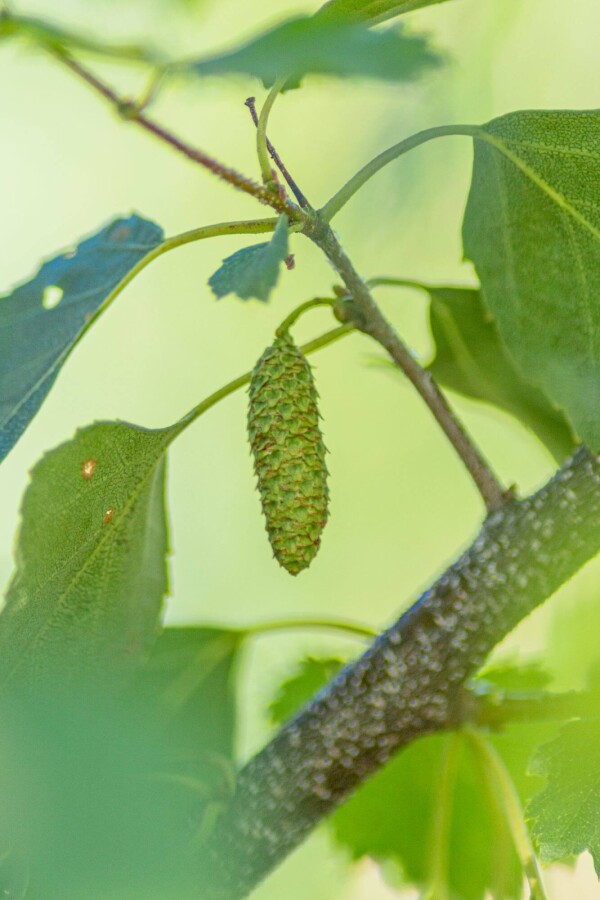 Betula pendula ME 200-250 P/K Betula pendula Mehrstämmig 200-250