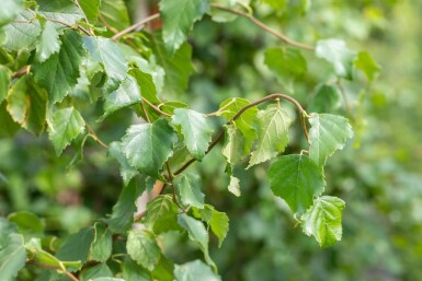 Betula pendula mehrstämmig 200-250