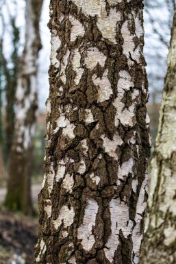 Betula pendula mehrstämmig 200-250