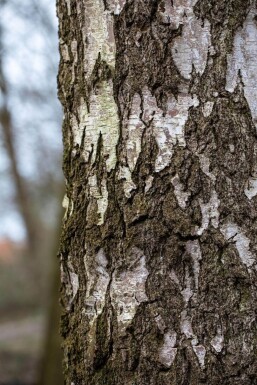 Betula pendula mehrstämmig 200-250