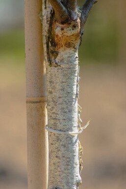 Betula pendula 'Fastigiata'