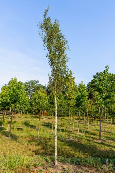 Betula pendula 'Fastigiata' hochstamm