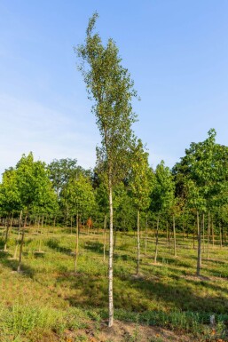 Betula pendula 'Fastigiata' hochstamm 6/8