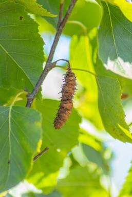 Betula pendula 'Fastigiata' HO 6/8 P/K Betula pendula 'Fastigiata' Hochstamm 6/8