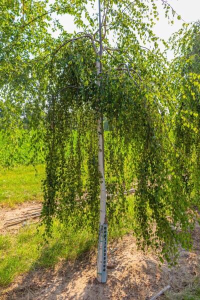 Betula pendula 'Youngii' hochstamm