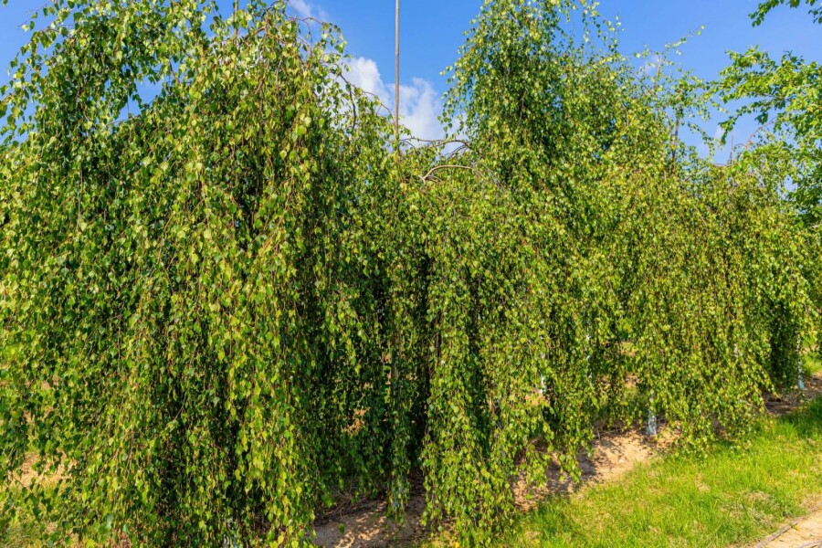 Betula pendula 'Youngii' HO 10/12 P/K Betula pendula 'Youngii' Hochstamm 10/12