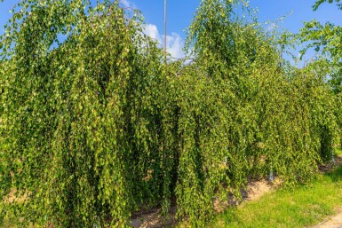 Betula pendula 'Youngii' HO 10/12 P/K Betula pendula 'Youngii' Hochstamm 10/12