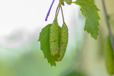 Betula pendula 'Youngii' hochstamm 10/12