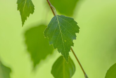 Betula pendula 'Youngii' hochstamm 10/12