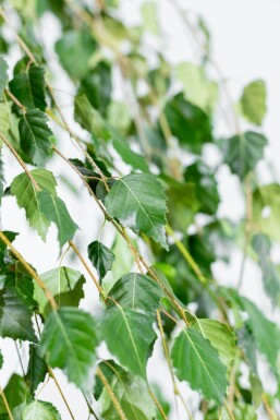 Betula pendula 'Youngii' hochstamm 10/12