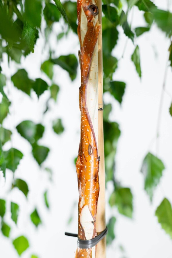 Betula pendula 'Youngii' HO 10/12 P/K Betula pendula 'Youngii' Hochstamm 10/12