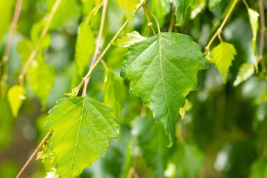 Betula pendula 'Youngii' hochstamm 10/12