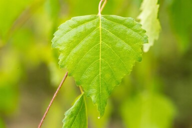 Betula pendula 'Youngii' hochstamm 10/12