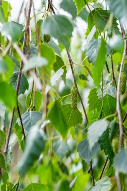 Betula pendula 'Youngii' hochstamm 10/12