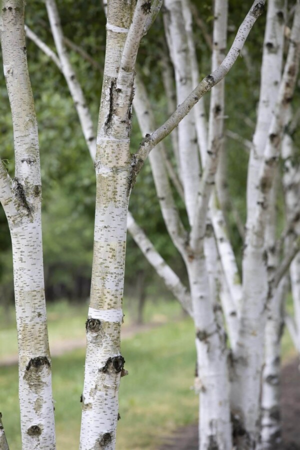 Betula pubescens HO 10/12 P/K Betula pubescens Hochstamm 10/12