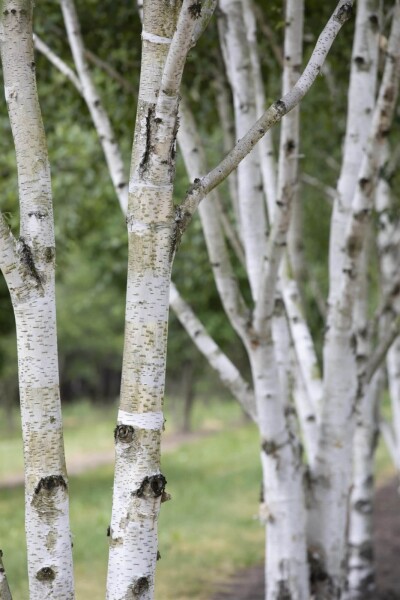 Betula pubescens Hochstamm Betula pubescens Hochstamm