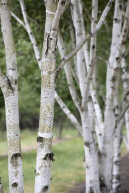 Betula pubescens HO 10/12 P/K Betula pubescens Hochstamm 10/12