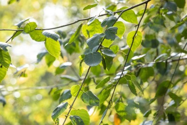 Betula utilis 'Doorenbos'