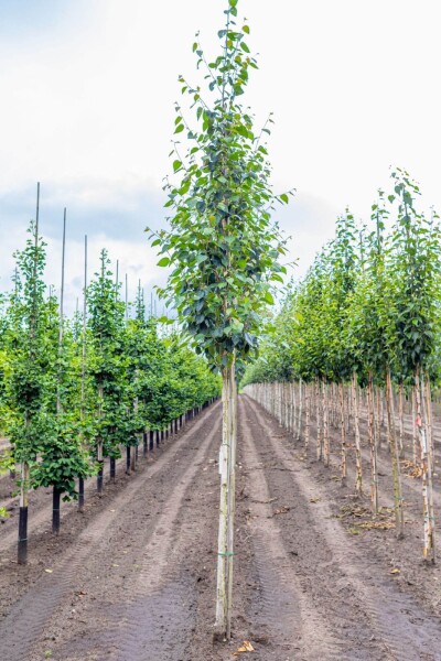 Betula utilis 'Doorenbos' Betula utilis 'Doorenbos'